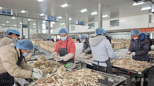 云南楚雄州 “楚字号”劳务品牌成群众就业增收“金名片”